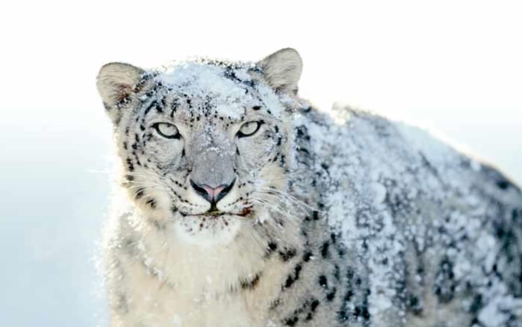 Mac os snow leopard free download